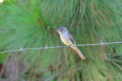 Contopus hispaniolensis