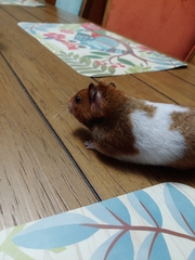 Mesocricetus auratus