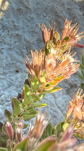 Micromeria croatica, photograph 4