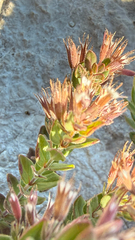 (c) mycoroco, some rights reserved (CC BY) Micromeria croatica, photograph (c) mycoroco, some rights reserved (CC BY)