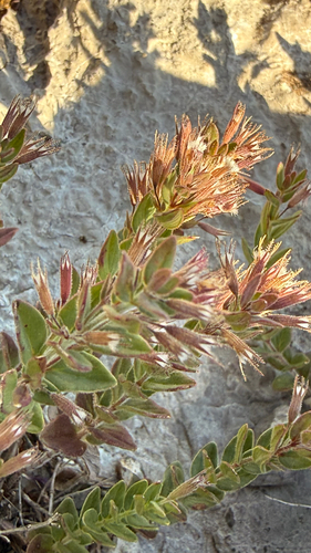 Micromeria croatica, photograph 6
