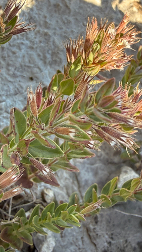 Micromeria croatica, photograph 3