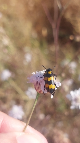 Mylabris variabilis