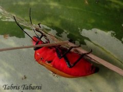 Tectocoris diophthalmus