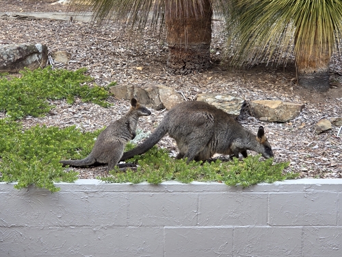 Swamp Wallaby