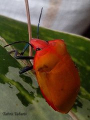 Tectocoris diophthalmus