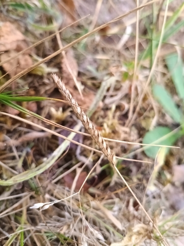 Cynosurus cristatus, photograph 4