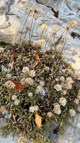 Globularia meridionalis, photograph 4