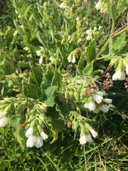 Symphytum officinale