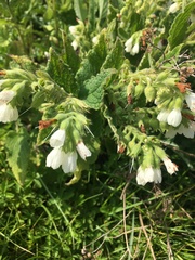 Symphytum officinale