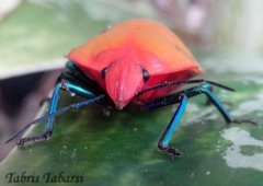 Tectocoris diophthalmus