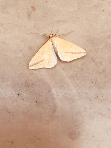 Vestal