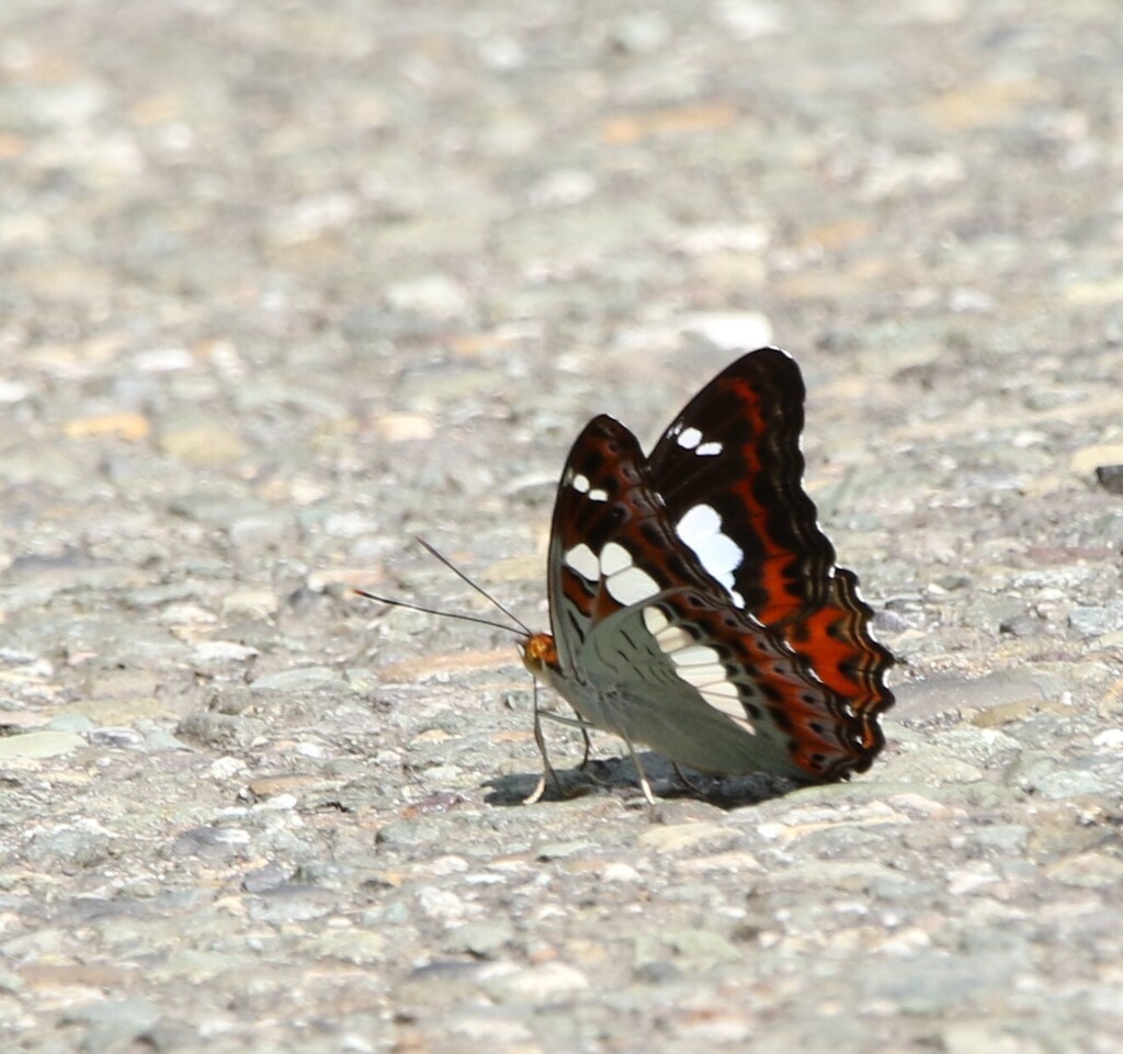Commander (Moduza procris)