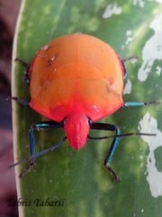 Tectocoris diophthalmus