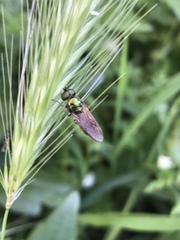 Chloromyia formosa