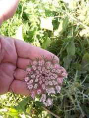 Daucus carota image