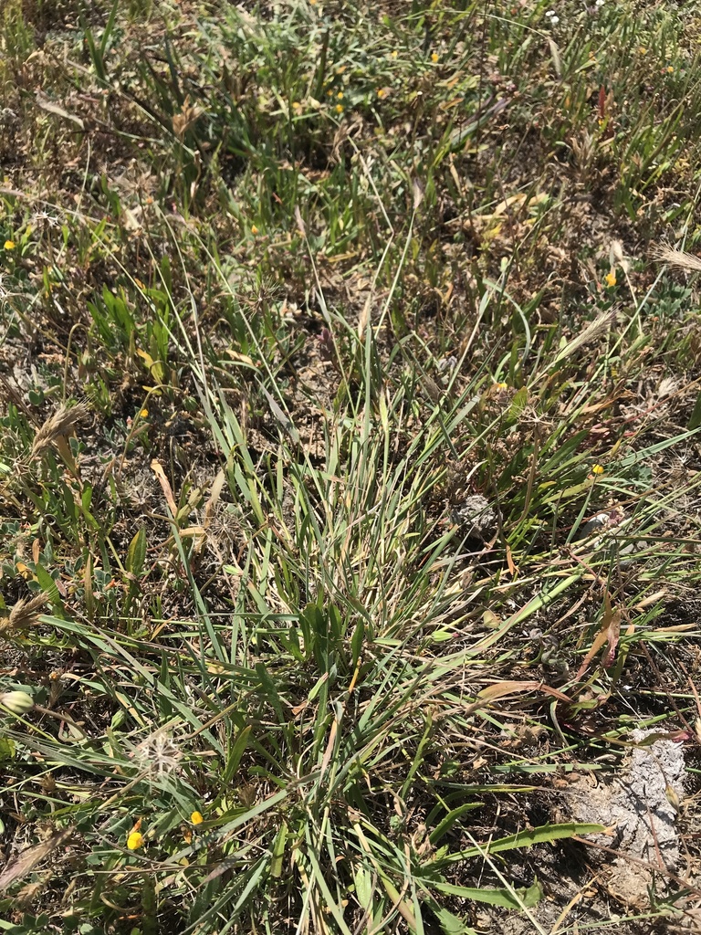 Meadow barley from Cabrillo Hwy, San Simeon, CA, US on May 8, 2020 at ...