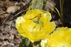 Pediodectes haldemanii