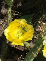 Pediodectes haldemanii