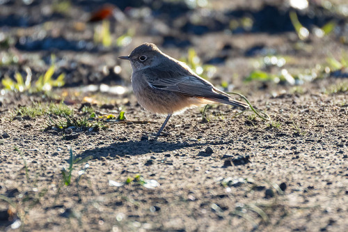 iNaturalist image