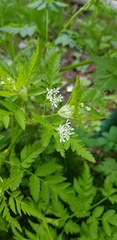 Chaerophyllum temulum