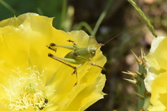 Pediodectes haldemanii