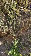 Hypochaeris chillensis