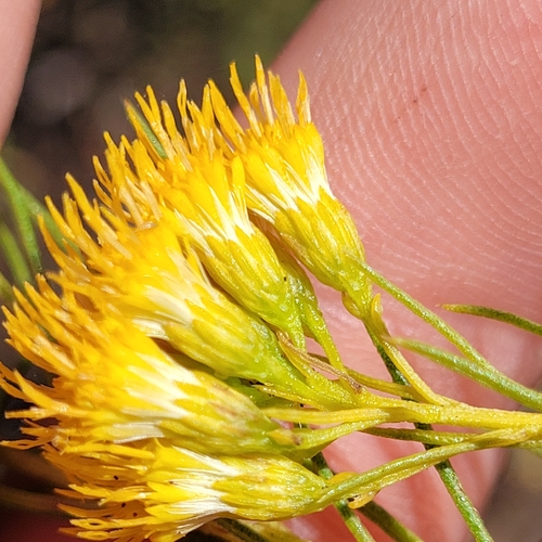 Ericameria arborescens, photograph 6