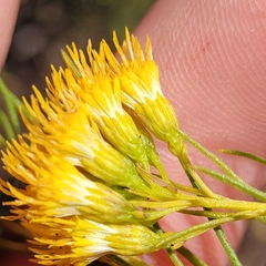 Ericameria arborescens, photograph (c) Konshau Duman, some rights reserved (CC BY)