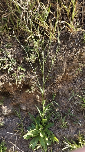 Hypochaeris chillensis, photograph 2