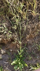 Hypochaeris chillensis, photograph (c) fmunoz, some rights reserved (CC BY)