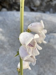 Penstemon eximius