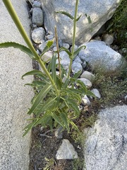 Penstemon eximius