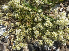 Cochlearia officinalis