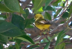 Setophaga petechia