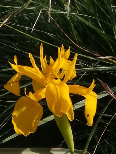Image of Iris juncea by (c) Karim Haddad, some rights reserved (CC BY)