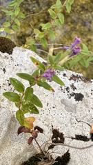 (c) mycoroco, some rights reserved (CC BY) Micromeria croatica, photograph (c) mycoroco, some rights reserved (CC BY)