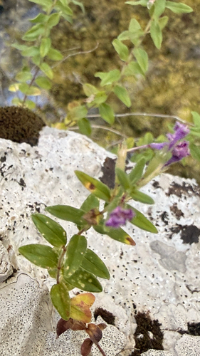 Micromeria croatica