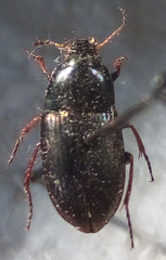 Amara cupreolata