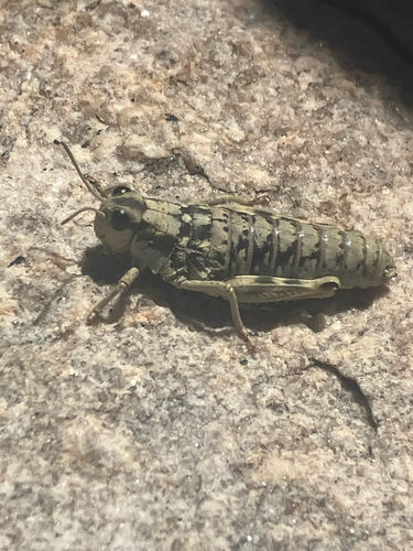 iNaturalist observation photo of Hypsalonia