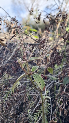 Miconia auricoma