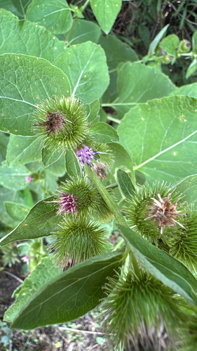 lesser burdock