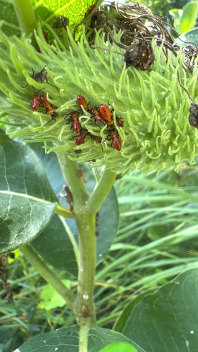 Large Milkweed Bug