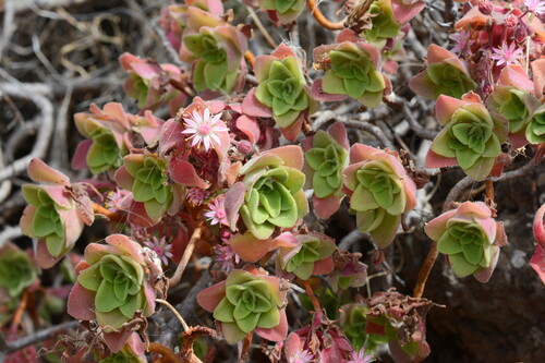 Aeonium goochiae