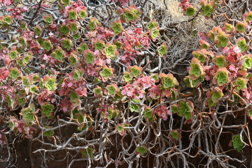 Aeonium goochiae