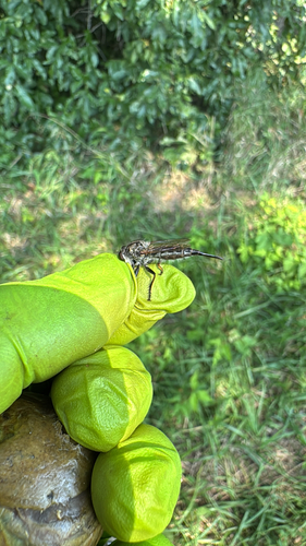 Northeastern Hammertail