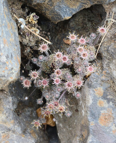 Monanthes polyphylla