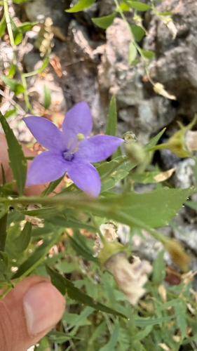 Campanula waldsteiniana, photograph 1