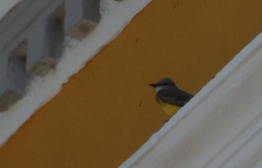 Tyrannus melancholicus