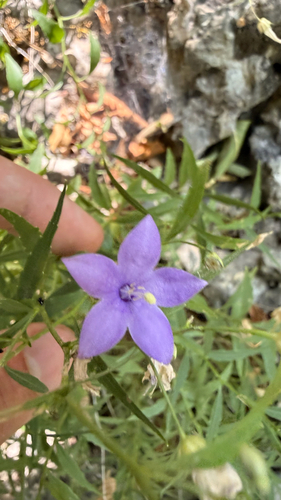 Campanula waldsteiniana, photograph 2